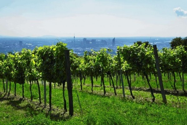 Weingut Cobenzl